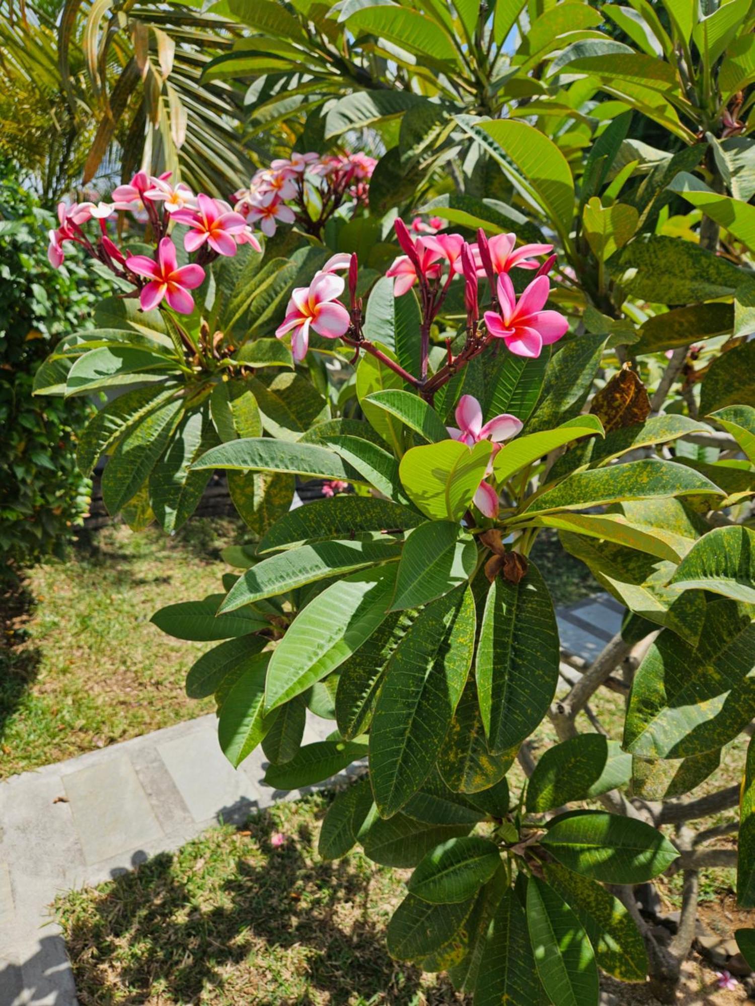 Casa Frangipani Mauritius Διαμέρισμα Trou d'Eau Douce Εξωτερικό φωτογραφία